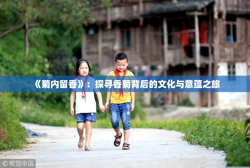 《菊内留香》：探寻香菊背后的文化与意蕴之旅