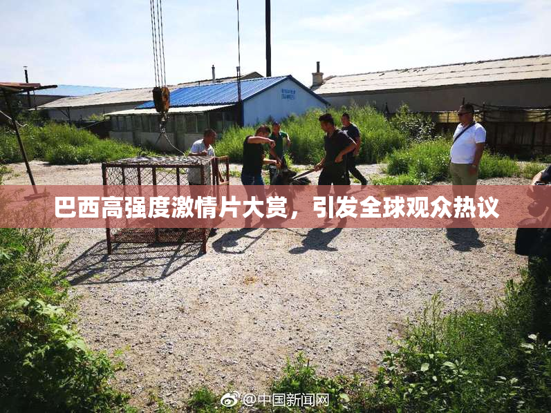 巴西高强度激情片大赏，引发全球观众热议