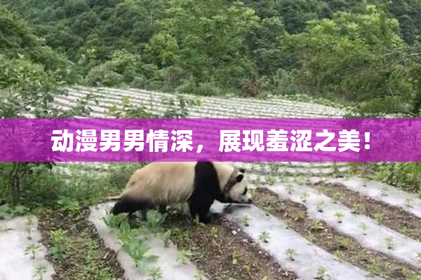 动漫男男情深，展现羞涩之美！