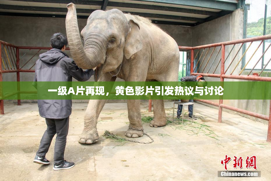 一级A片再现，黄色影片引发热议与讨论