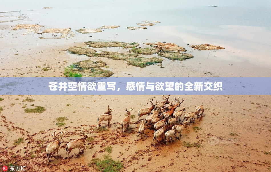 苍井空情欲重写，感情与欲望的全新交织