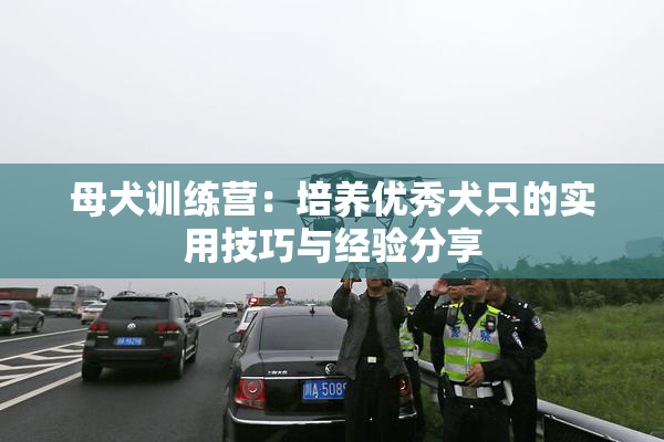 母犬训练营：培养优秀犬只的实用技巧与经验分享