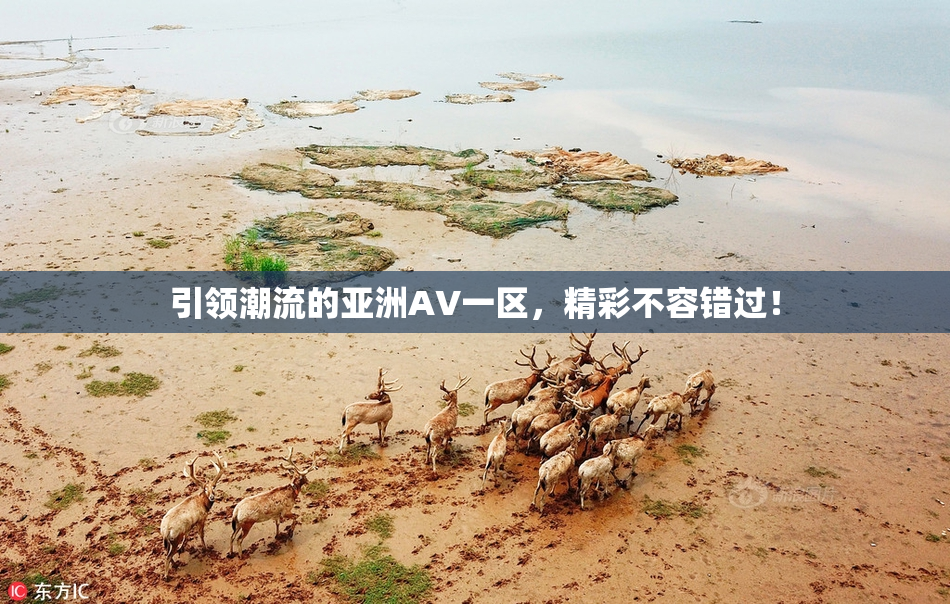 引领潮流的亚洲AV一区，精彩不容错过！