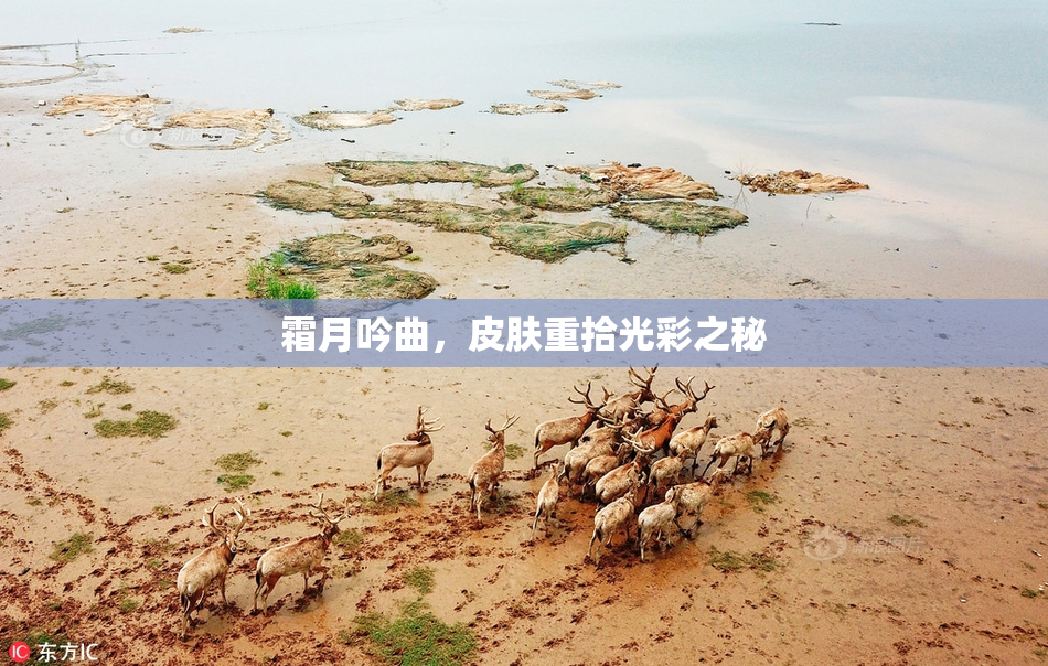 霜月吟曲，皮肤重拾光彩之秘