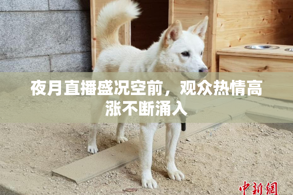 夜月直播盛况空前，观众热情高涨不断涌入