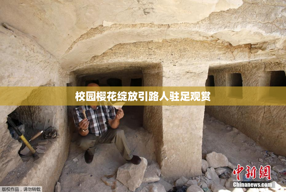校园樱花绽放引路人驻足观赏