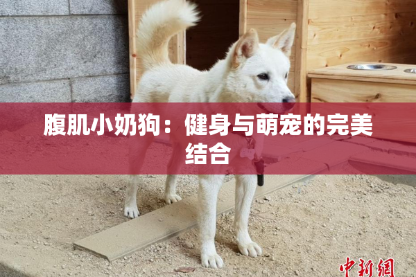 腹肌小奶狗：健身与萌宠的完美结合