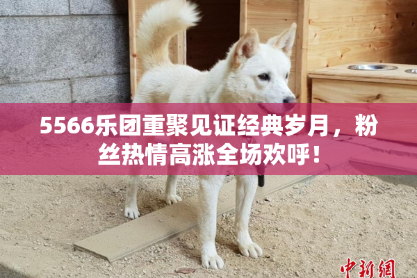 5566乐团重聚见证经典岁月，粉丝热情高涨全场欢呼！