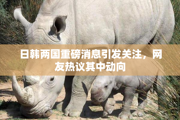 日韩两国重磅消息引发关注，网友热议其中动向