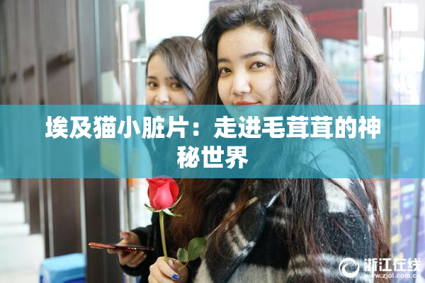 埃及猫小脏片：走进毛茸茸的神秘世界