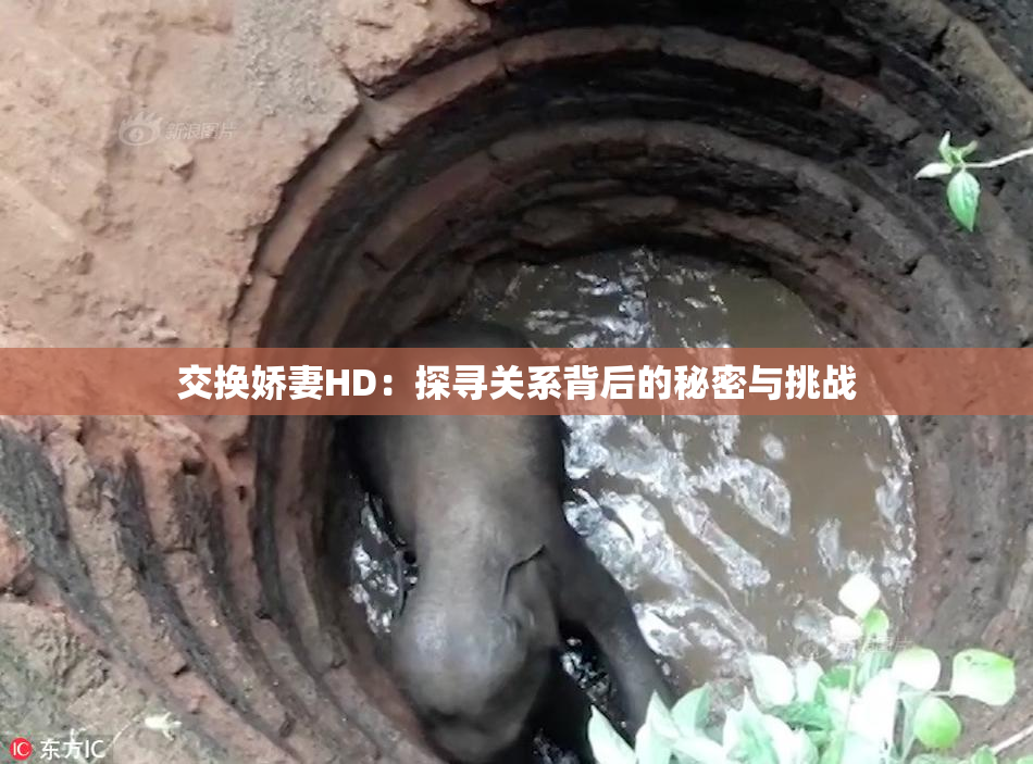 交换娇妻HD：探寻关系背后的秘密与挑战