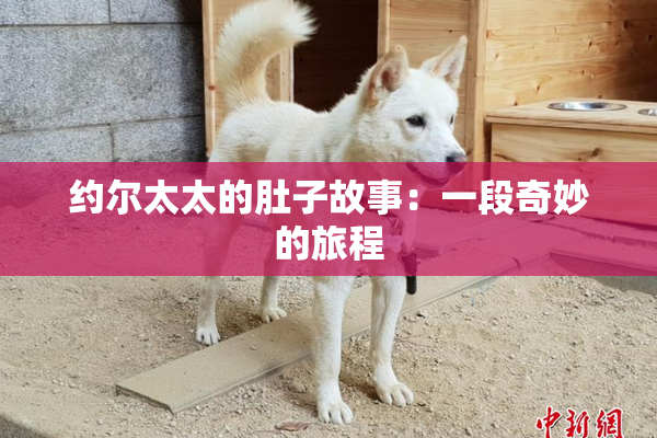 约尔太太的肚子故事：一段奇妙的旅程