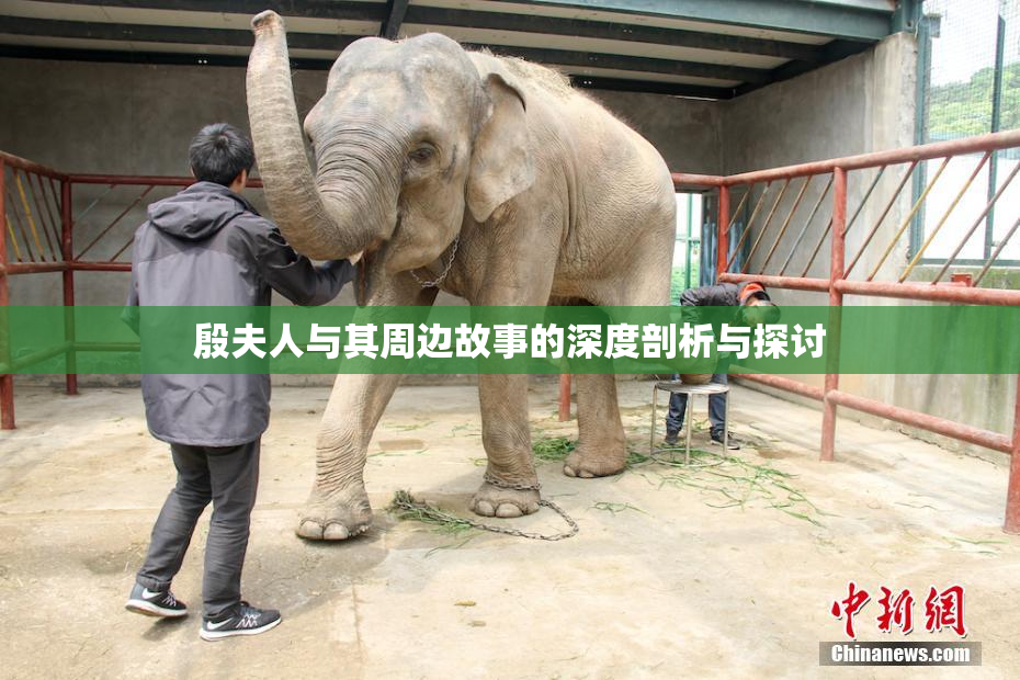 殷夫人与其周边故事的深度剖析与探讨