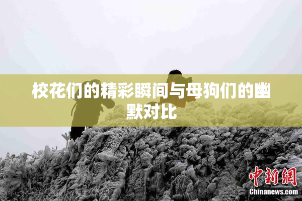 校花们的精彩瞬间与母狗们的幽默对比