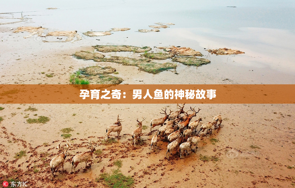 孕育之奇：男人鱼的神秘故事
