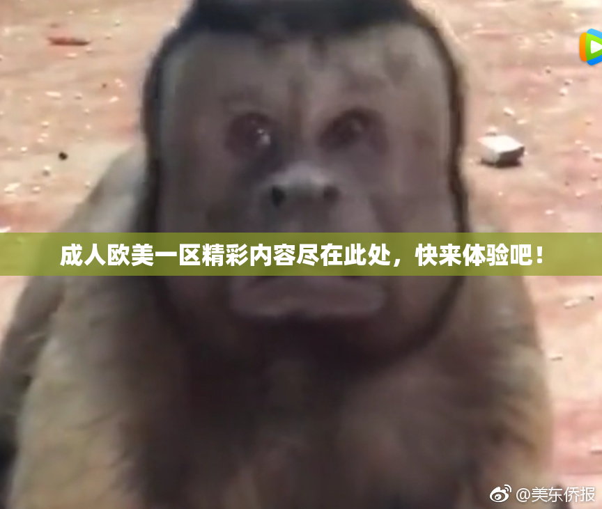 成人欧美一区精彩内容尽在此处，快来体验吧！