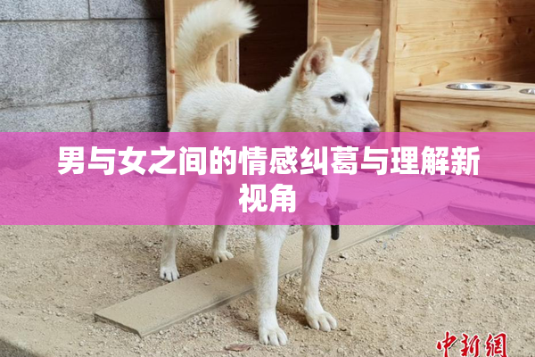 男与女之间的情感纠葛与理解新视角