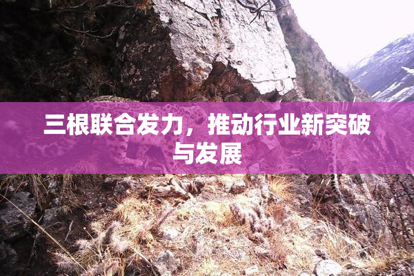 三根联合发力，推动行业新突破与发展