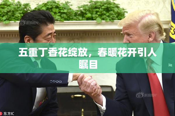 五重丁香花绽放，春暖花开引人瞩目