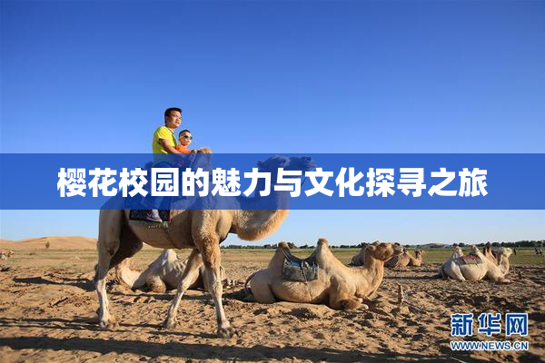 樱花校园的魅力与文化探寻之旅