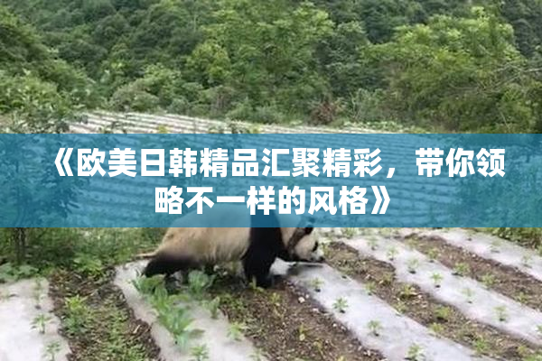 《欧美日韩精品汇聚精彩，带你领略不一样的风格》