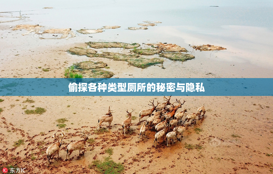 偷探各种类型厕所的秘密与隐私