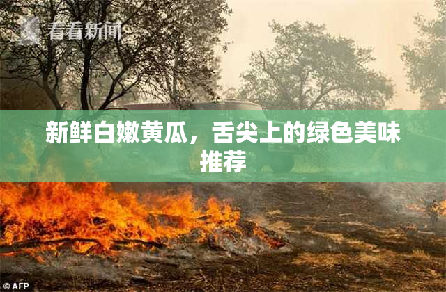 新鲜白嫩黄瓜，舌尖上的绿色美味推荐