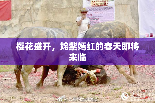 樱花盛开，姹紫嫣红的春天即将来临