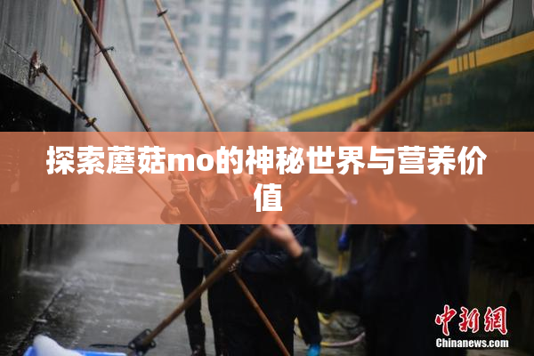 探索蘑菇mo的神秘世界与营养价值