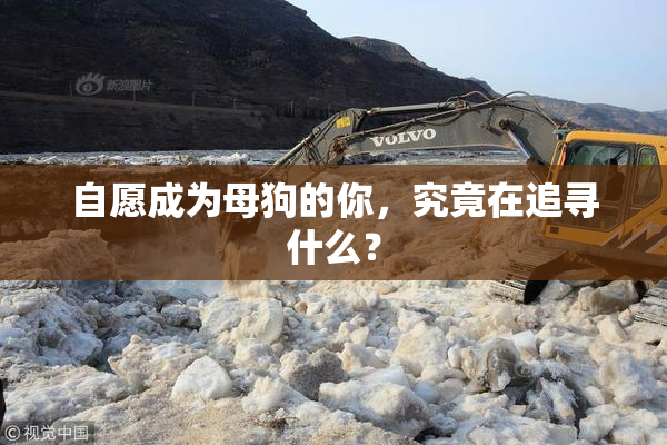 自愿成为母狗的你，究竟在追寻什么？