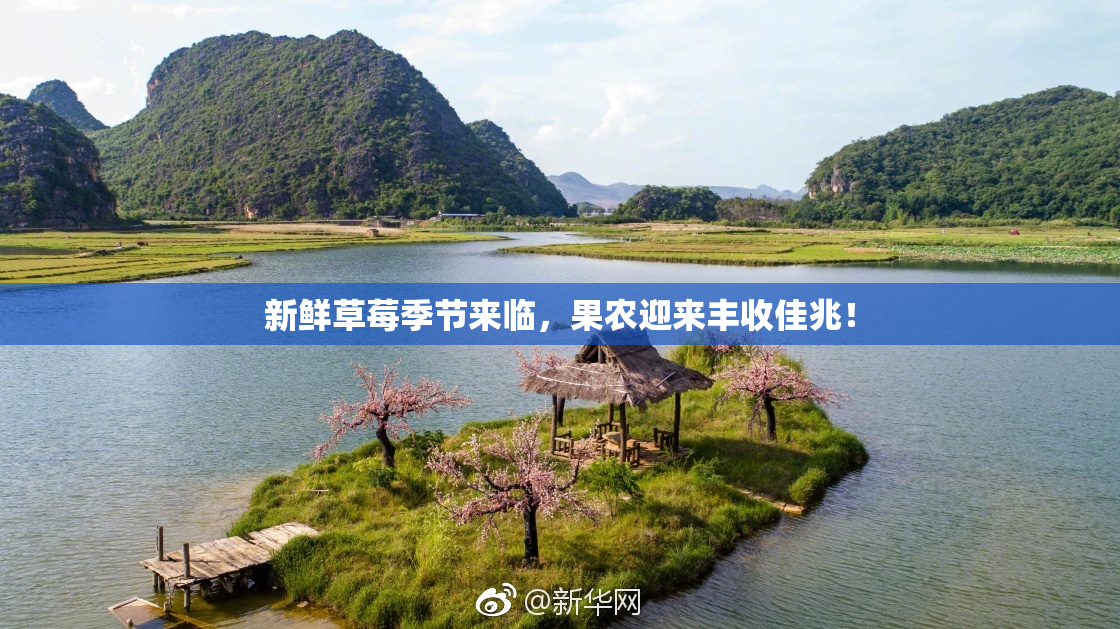 新鲜草莓季节来临，果农迎来丰收佳兆！