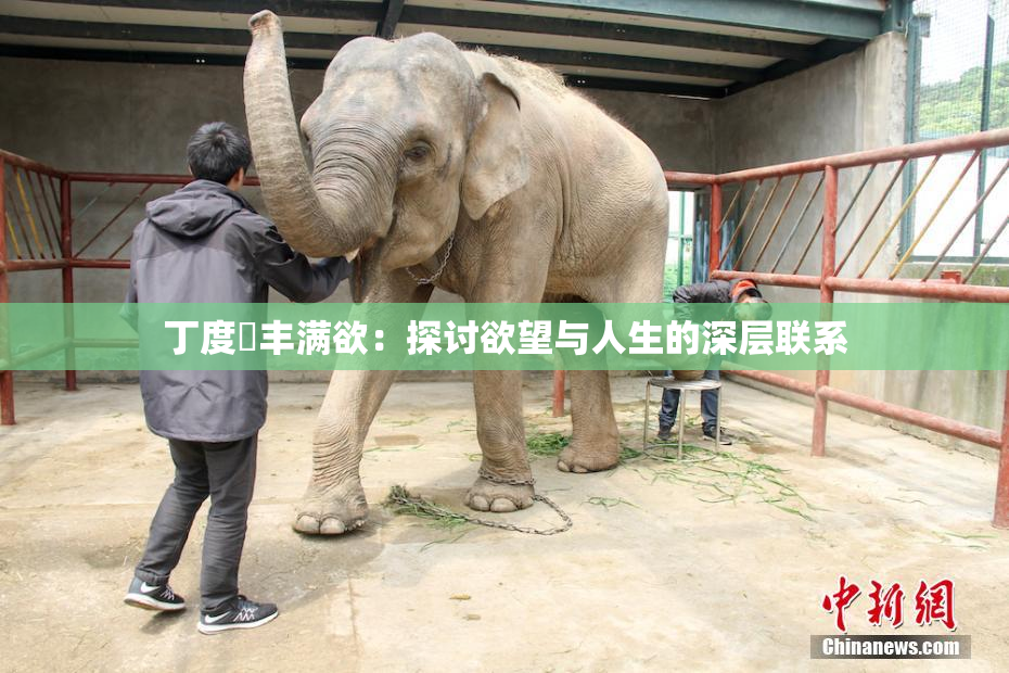 丁度巜丰满欲：探讨欲望与人生的深层联系