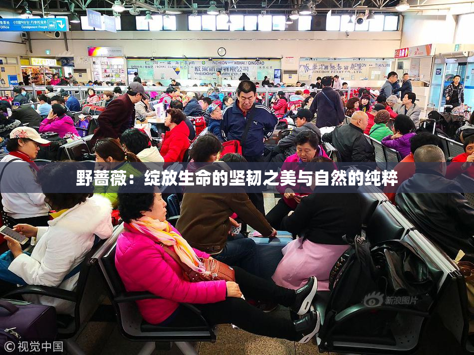 野蔷薇：绽放生命的坚韧之美与自然的纯粹