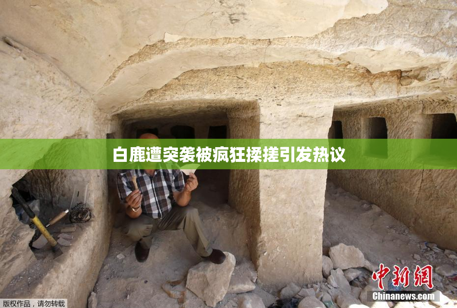 白鹿遭突袭被疯狂揉搓引发热议