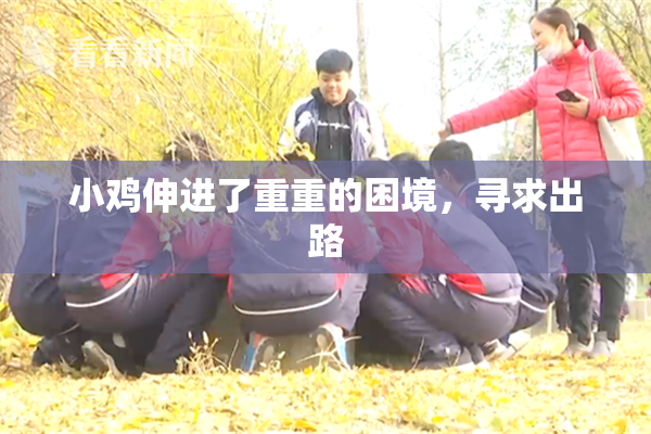 小鸡伸进了重重的困境，寻求出路