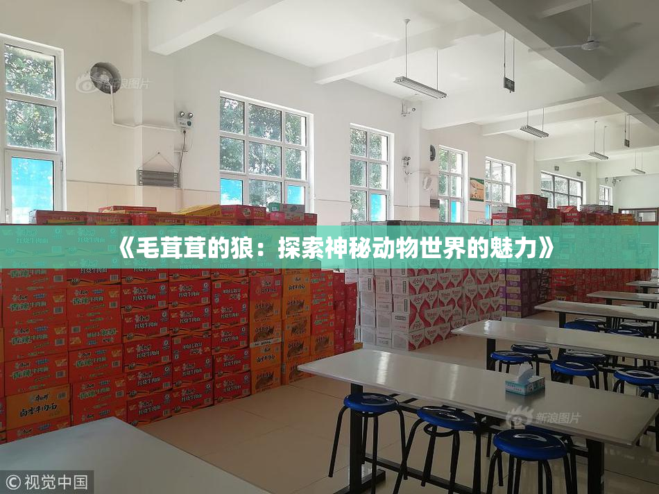 《毛茸茸的狼：探索神秘动物世界的魅力》