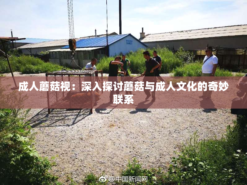 成人蘑菇视：深入探讨蘑菇与成人文化的奇妙联系