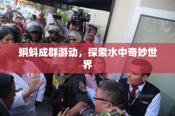 蝌蚪成群游动，探索水中奇妙世界