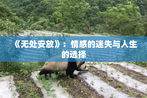 《无处安放》：情感的迷失与人生的选择