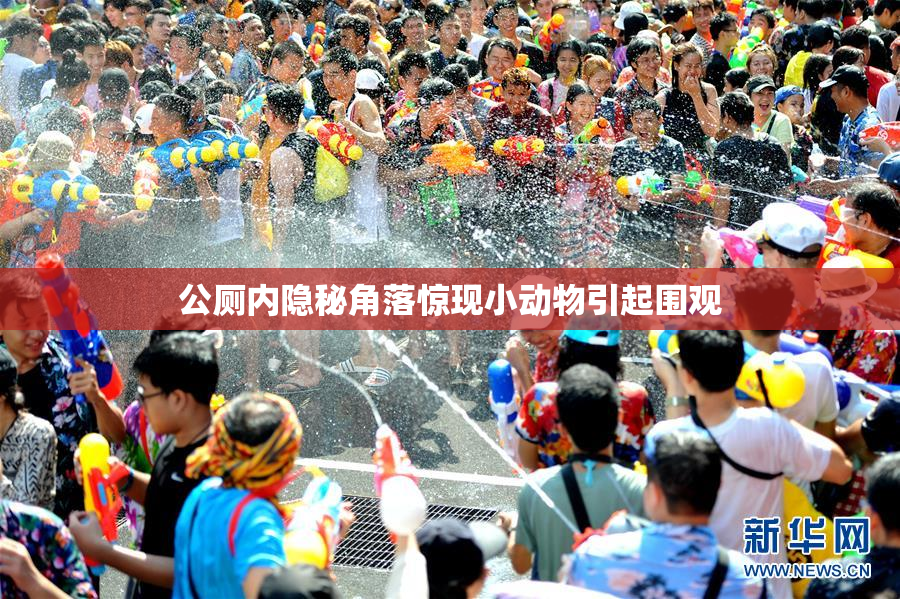 公厕内隐秘角落惊现小动物引起围观