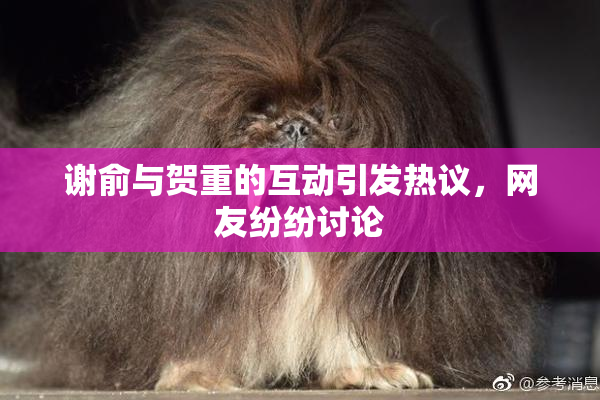 谢俞与贺重的互动引发热议，网友纷纷讨论