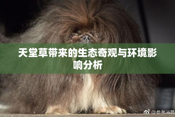 天堂草带来的生态奇观与环境影响分析