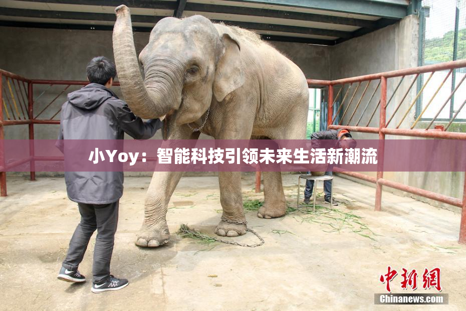 小Yoy：智能科技引领未来生活新潮流