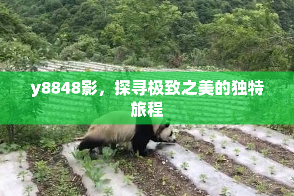 y8848影，探寻极致之美的独特旅程