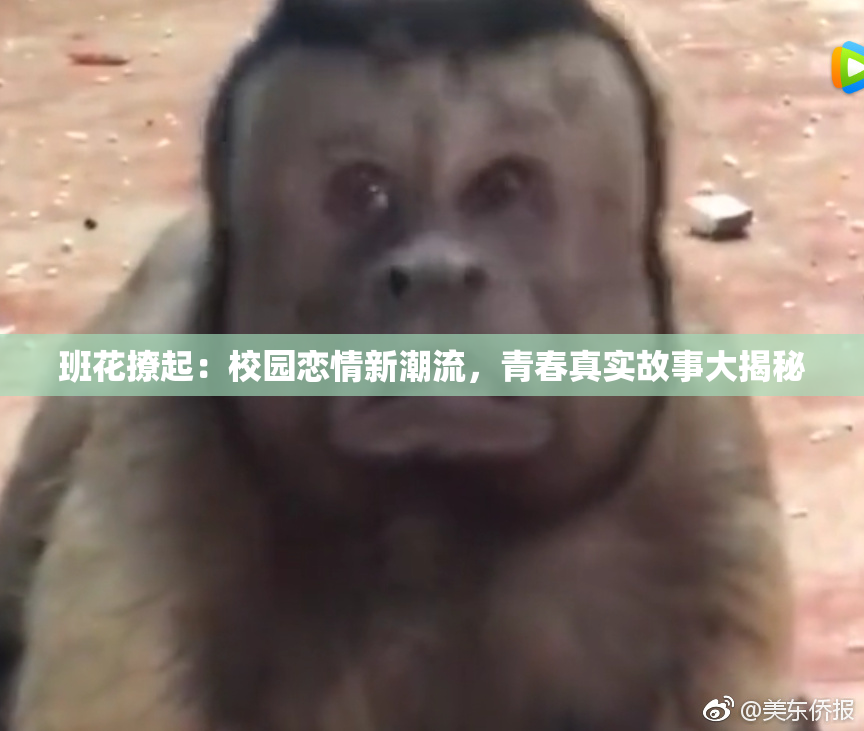 班花撩起：校园恋情新潮流，青春真实故事大揭秘