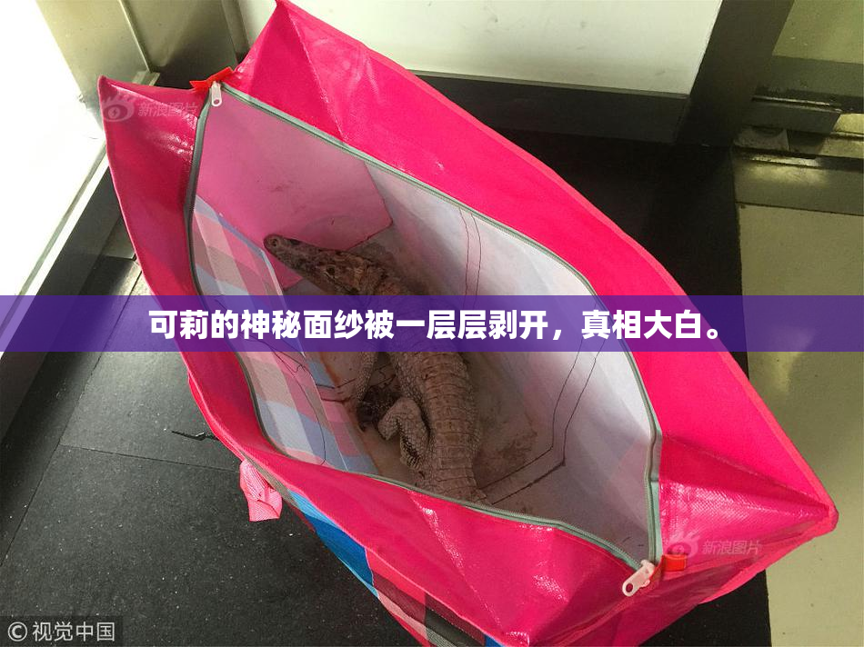 可莉的神秘面纱被一层层剥开，真相大白。