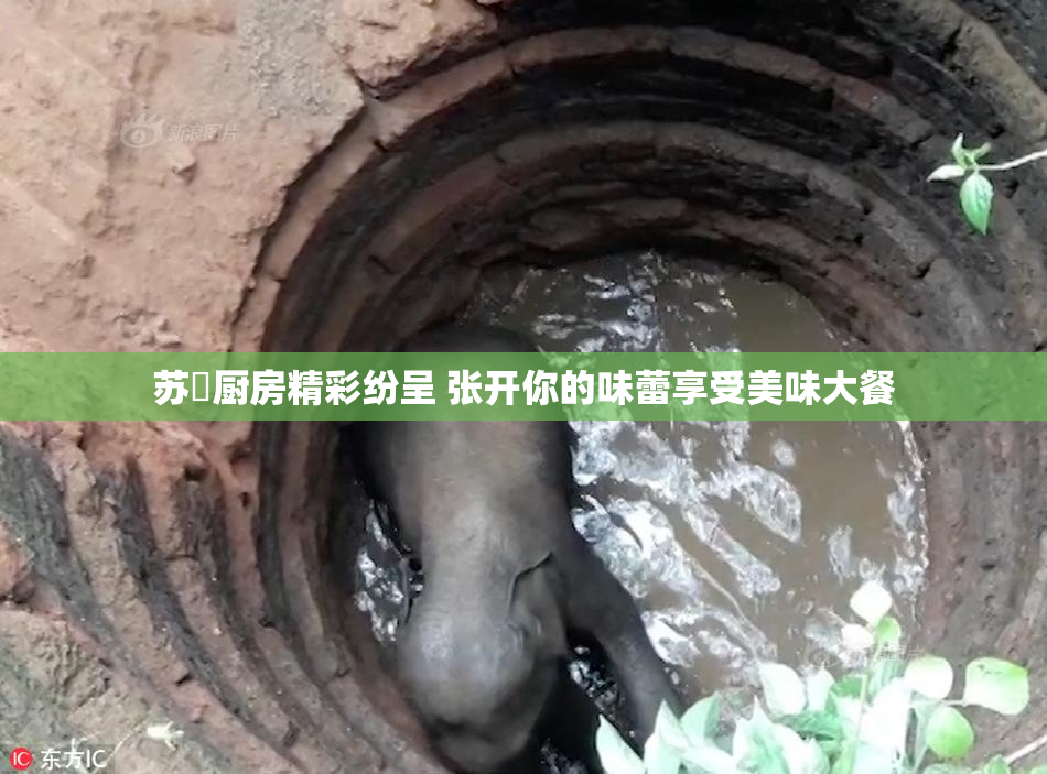 苏玥厨房精彩纷呈 张开你的味蕾享受美味大餐