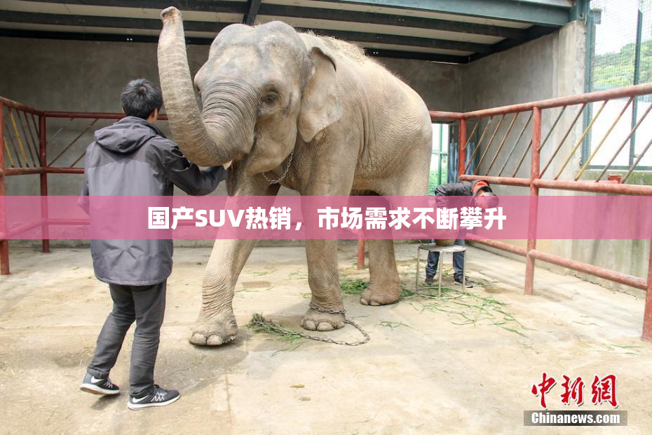 国产SUV热销，市场需求不断攀升