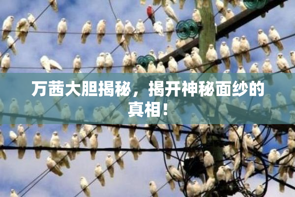万茜大胆揭秘，揭开神秘面纱的真相！