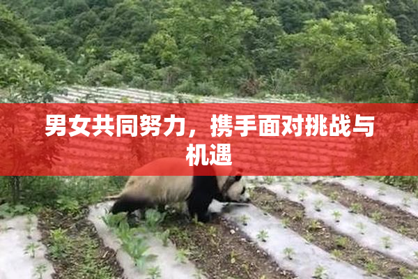 男女共同努力，携手面对挑战与机遇